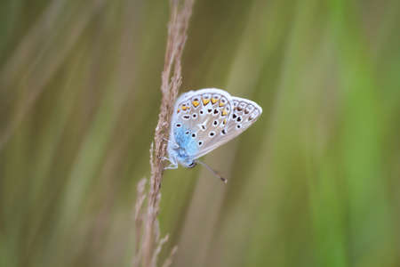 Close up of a blue butterfly in the grass.