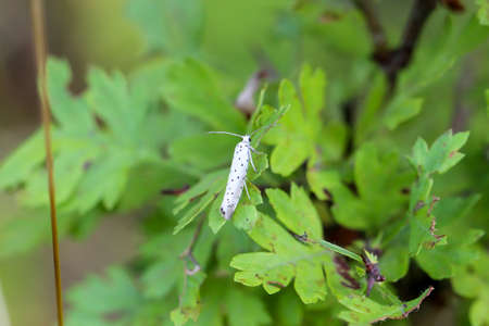 A European borer, moth sits hidden in a plant.