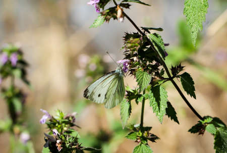A cabbage white butterfly sits on the flowers of a plant
