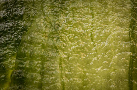 The peeled peel of a cucumber as a textureの写真素材