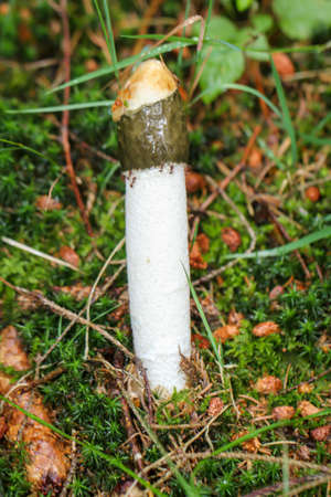 Close up of a morel in the forest. The morels are sac mushroomsの写真素材