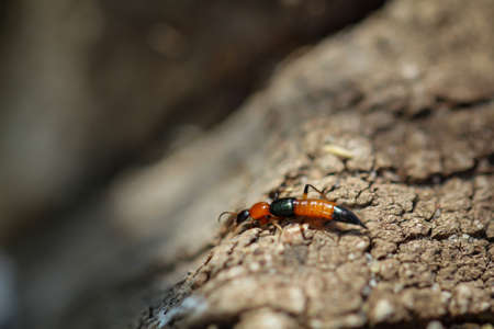 Close up of an orange, black colored insect with a stinger on a piece of wood.の写真素材