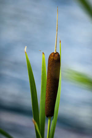 Close up of reeds. Also called thump club and is used by birds to build their nests.の写真素材
