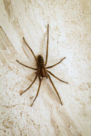 Close up of an angle spider, angle spiders are an invasive species