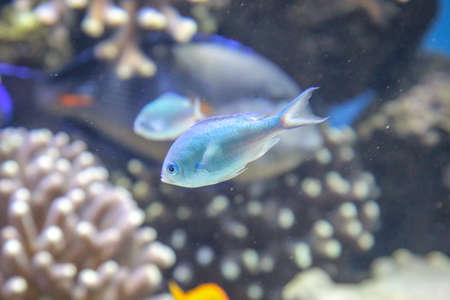 Close up of tropical fish in a reef.