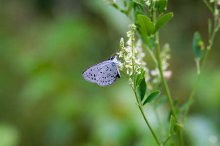 A bluish butterfly collects nectar from the flowers of a plant.の写真素材