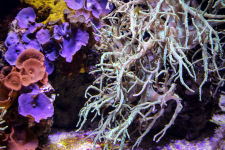 Close up of tropical fish in a reef.
