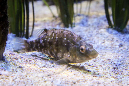 Close up of tropical fish in a reef.