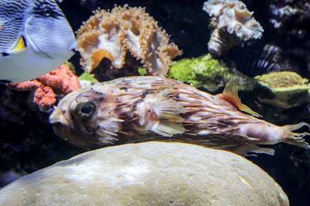 Close up of tropical fish in a reef.
