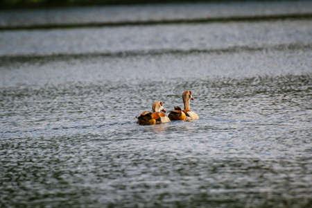 A portrait of a great crested grebe on a lake.