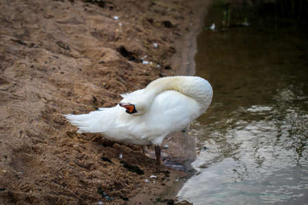 A portrait of a beautiful white mute swan in the water.の写真素材