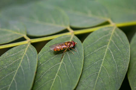 A close up of a fly on a plant.