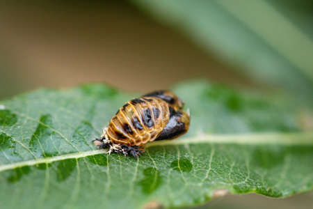 Close up of a ladybug larva or aphid lion.