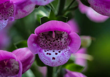 Photo of thimbles, thimble in the forest. Foxglove is poisonous and comes in different colors.の写真素材