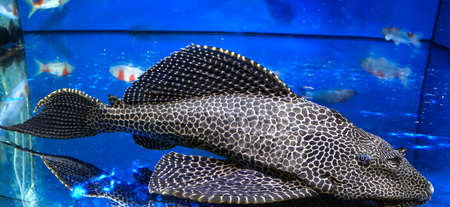 A huge antenna catfish, Ancistrus dolichopterus or antenna armor catfish in the aquarium.