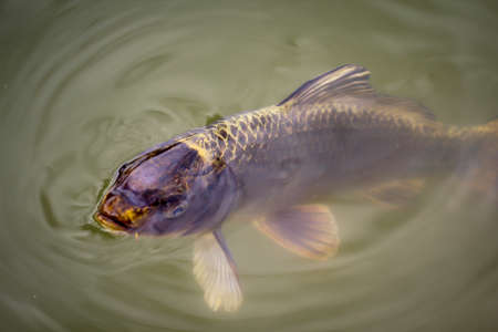 A koi carp in a pond. These animals get pretty big.の写真素材