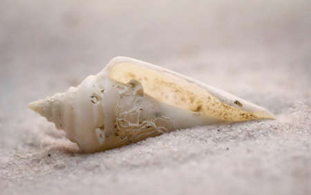 An empty shell of a sea snail lies on very fine sand on the beach.