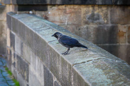 A jackdaw sits on the a wall.の写真素材