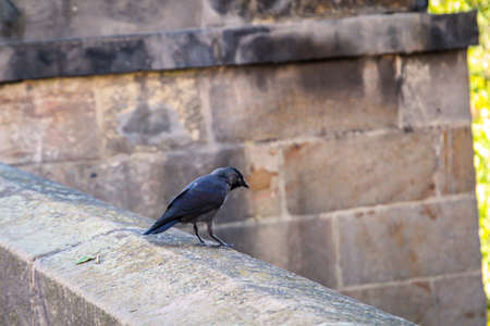 A jackdaw sits on the a wall.の写真素材
