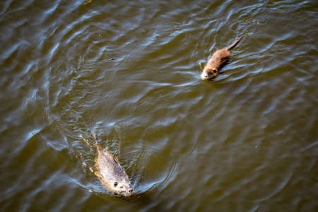 Nutrias, muskrat, Ondatra zibethicus on the riverside.の写真素材