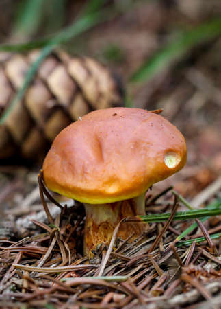 A mushroom comes out of the forest floor. Autumn time is mushroom time.