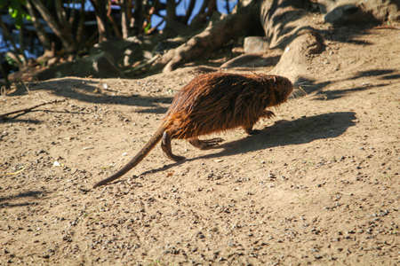 Nutrias, muskrat, Ondatra zibethicus on the riverside.の写真素材