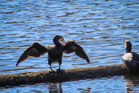 A cormorant positions itself on a river.の写真素材
