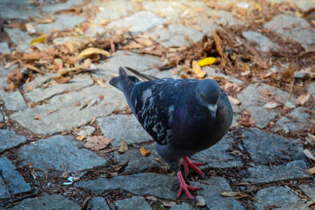 Portrait of a pigeon, it walk on the street.の写真素材