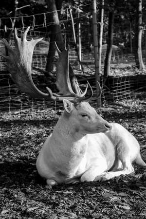 Portrait, close-up of a deer with a mighty antler.の写真素材