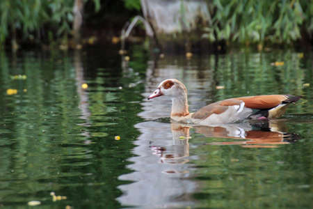 A portrait of a Nielgans in a pond.の写真素材