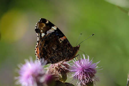 Close up of a butterfly or moth on a plant.
