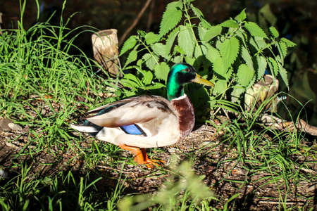 A portrait of a mallard in a pond.の写真素材