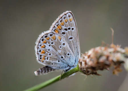 A blue billy goat, Plebejus argus, on a blade of grass. He's one of the bluebs.の写真素材