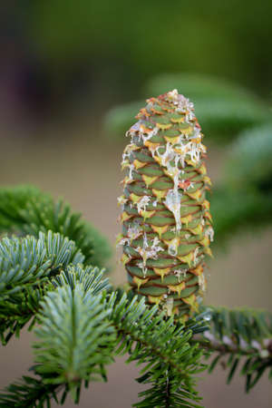 Young pine cones on a conifer are losing resin.