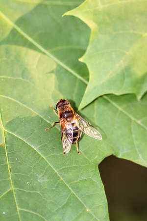 A close up of a bee on a plant.の写真素材