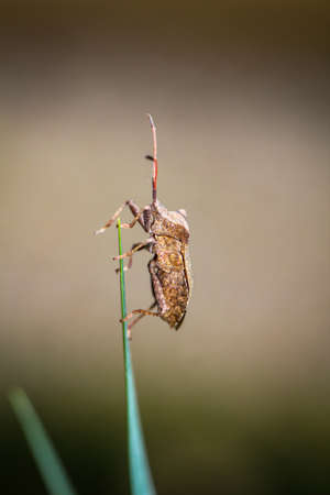 A brown stink bug on a plant.