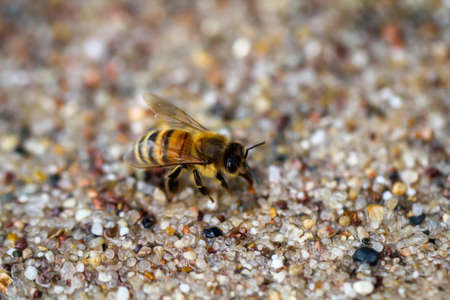A close-up of a bee, a honeybee.の写真素材