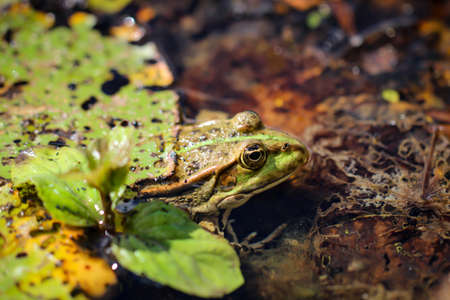 A green pond frog beautifully camouflaged on the edge of a pond.の写真素材