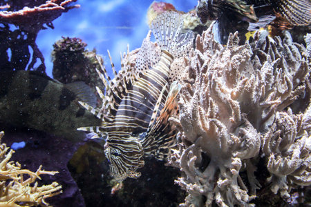 A lionfish swims in the reef. Lionfish are very poisonous and dangerous fish.