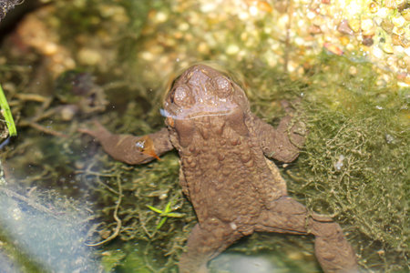 A common toad, boa boa, at the edge of a pond.