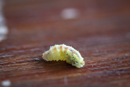 A caterpillar or maggot on a piece of wood.