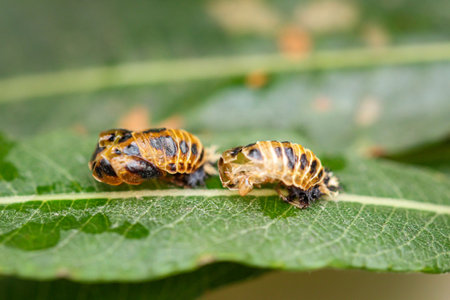 Two larvae of ladybirds on a leaf. They are also called the aphid lion.
