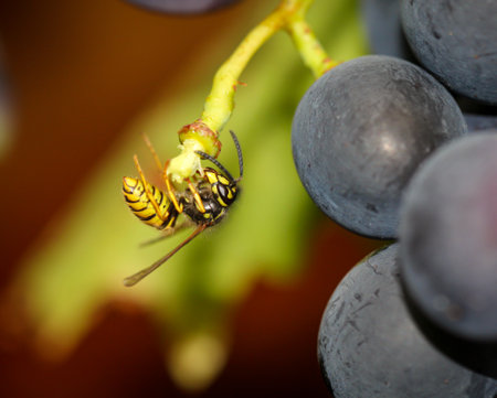 A wasp is eating the remains of a distant grape on a grapevine.の写真素材