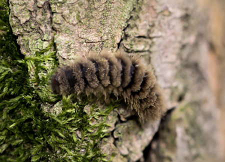 The hairy caterpillar of a butterfly on a tree trunk.
