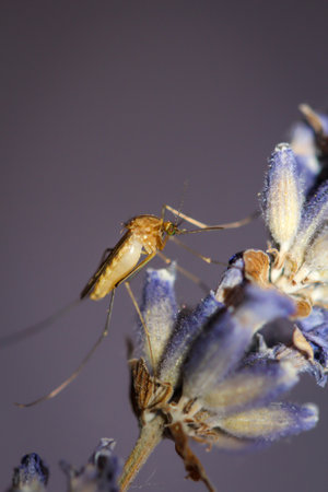 A mosquito sits on a lavender flower.