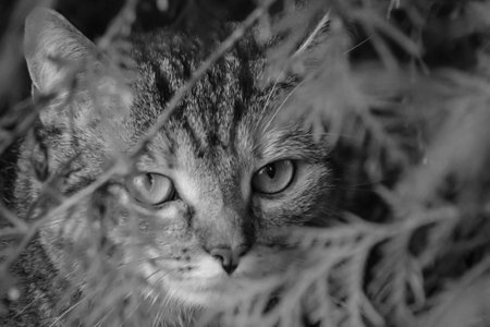 A cat roams through its territory.の写真素材