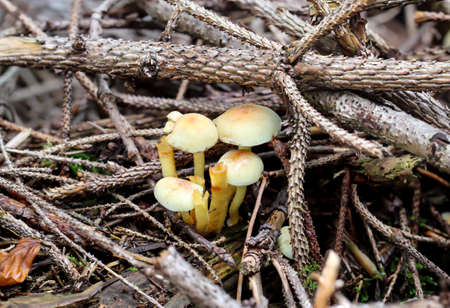 A close up of a mushroom in the autumn forest.
