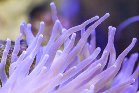 A beautiful anemone in a saltwater aquarium.の写真素材