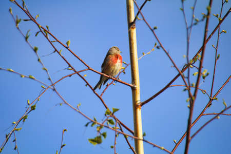 Linnet in the branches of a tree, also called linnet or flax finch, is one of the finches.