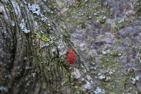 Close up of a red velvet mite sitting on a log.